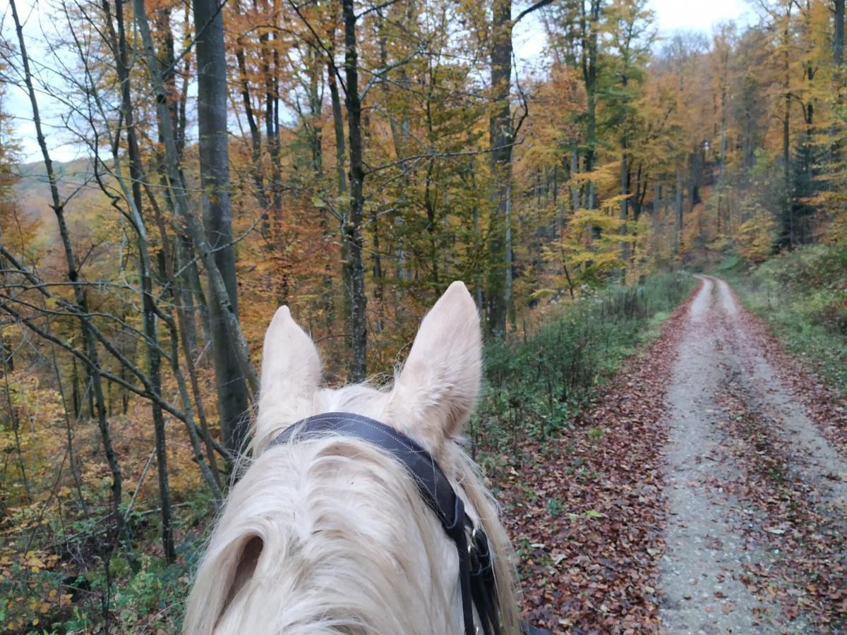 L'Echappee Verte - Gite Equestre 5 Pers Soucht Exteriör bild