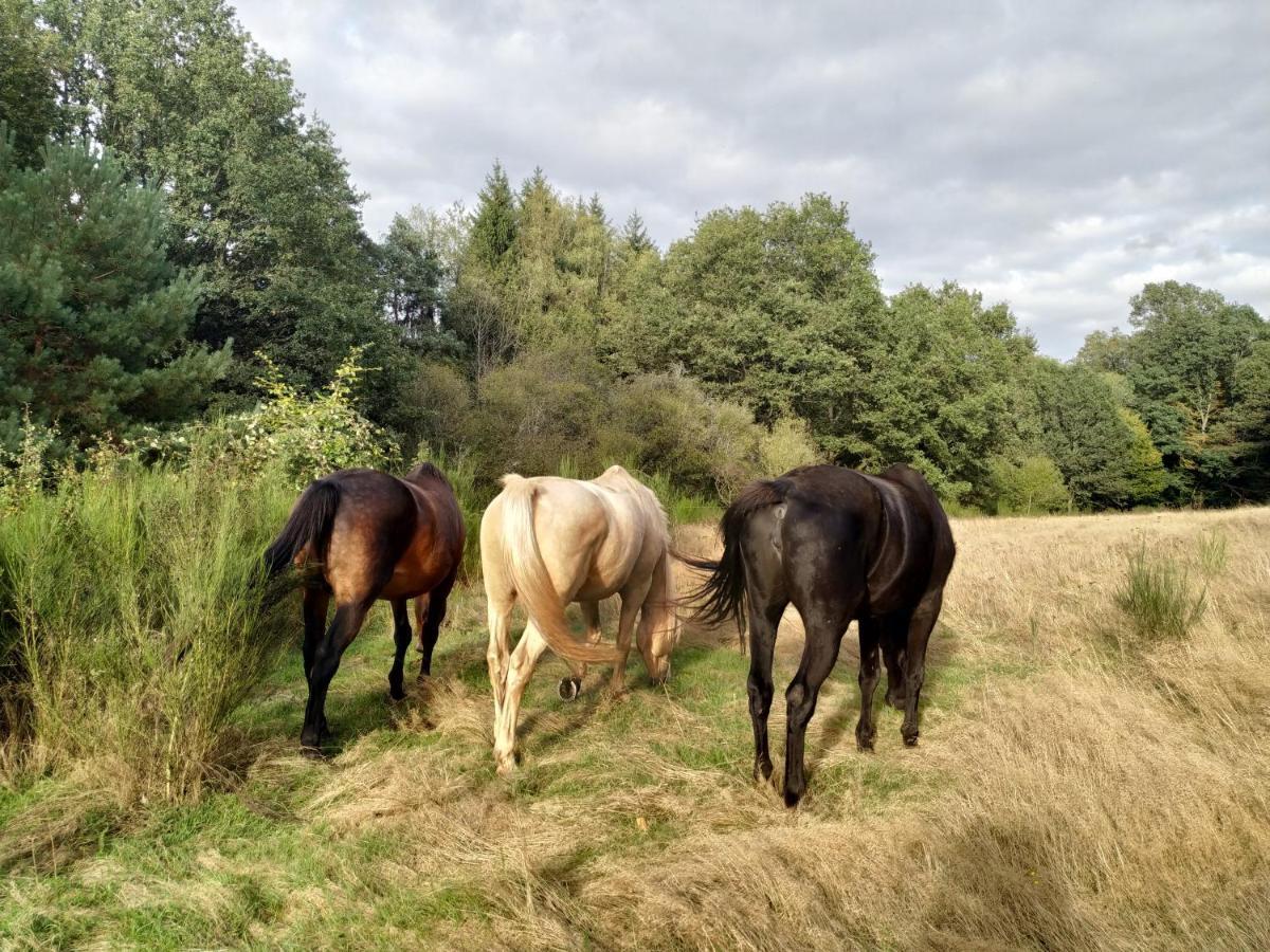 L'Echappee Verte - Gite Equestre 5 Pers Soucht Exteriör bild