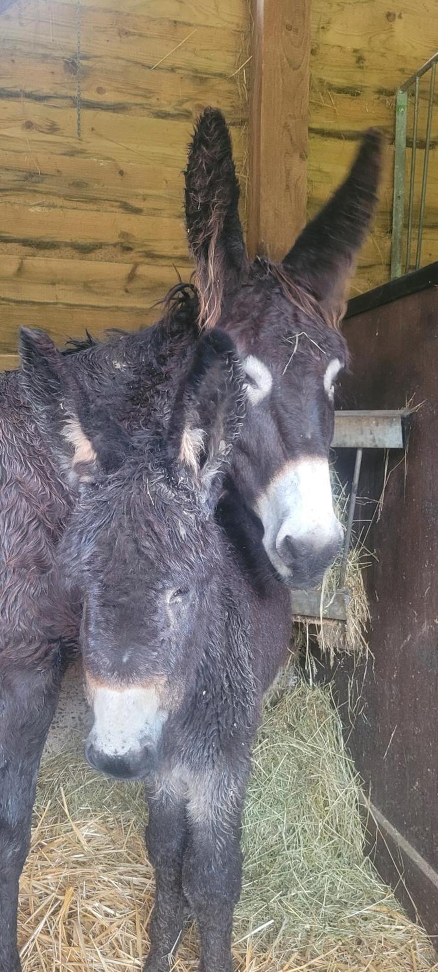 L'Echappee Verte - Gite Equestre 5 Pers Soucht Exteriör bild