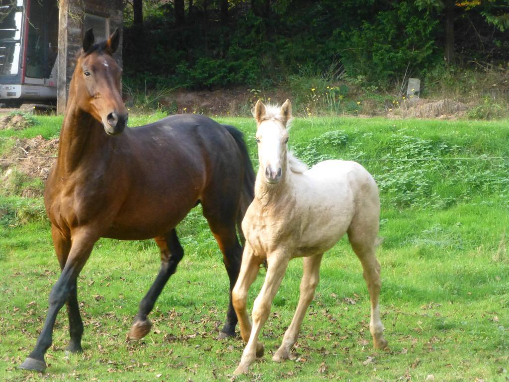 L'Echappee Verte - Gite Equestre 5 Pers Soucht Exteriör bild