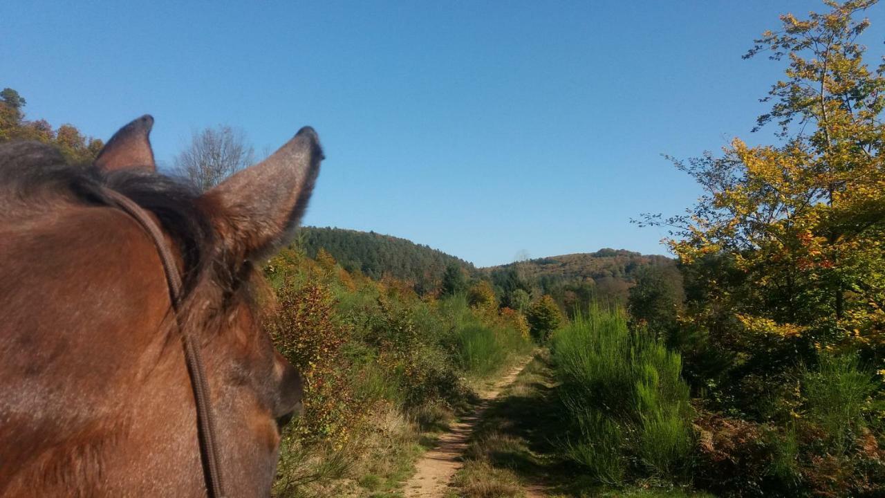 L'Echappee Verte - Gite Equestre 5 Pers Soucht Exteriör bild